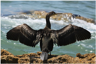 Большой баклан / Птицы Южных Курил